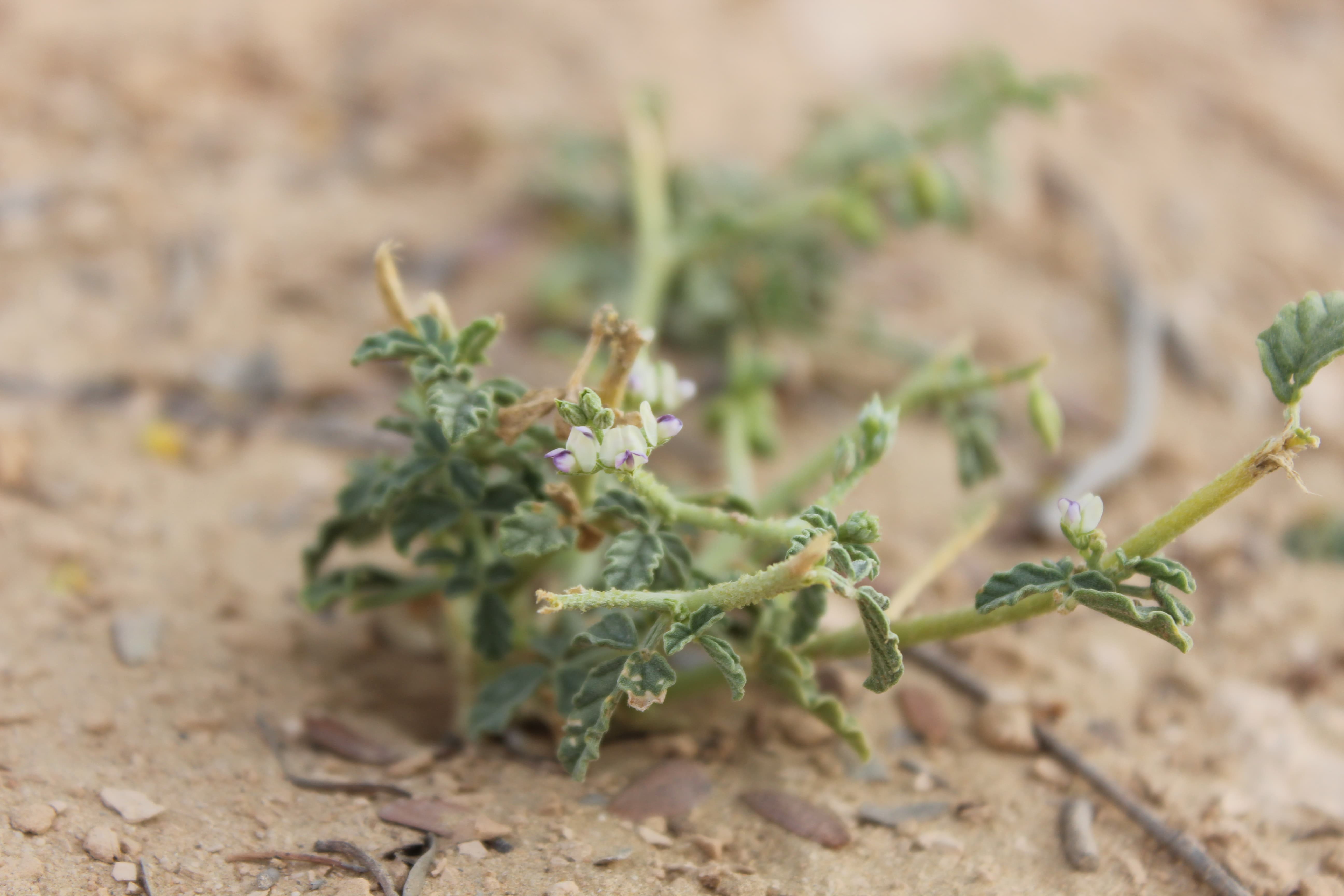 Plant Image